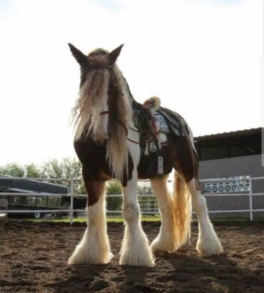Clydesdale Horses for Sale