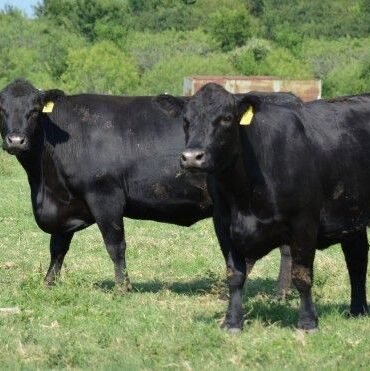 Angus Cattle for Sale