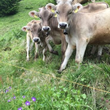 Brown Swiss Cows