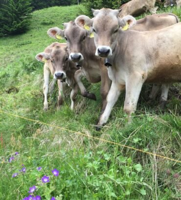 Brown Swiss Cows