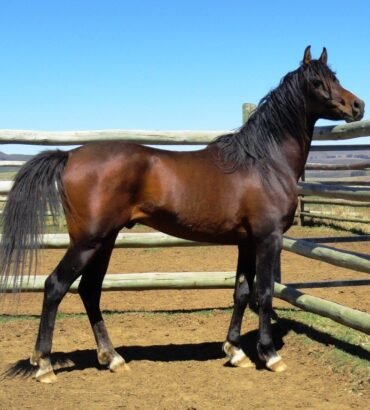 Arabian Horses for Sale