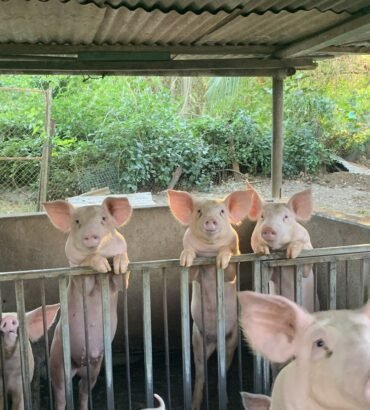 Yorkshire Pigs for Sale