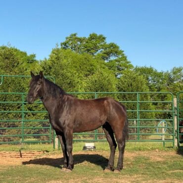 Mustang Horse for Sale