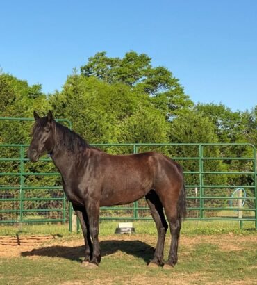 Mustang Horse for Sale