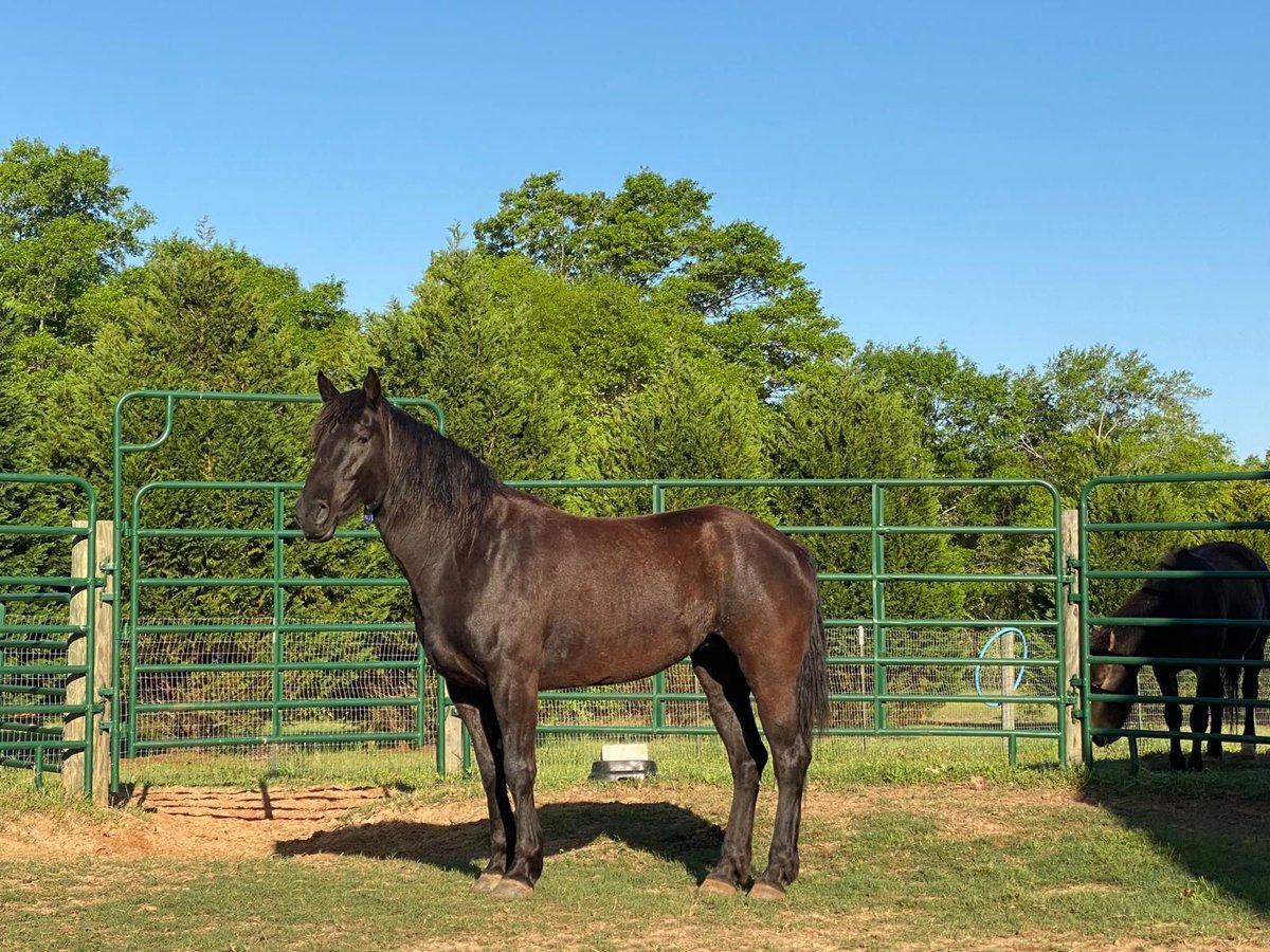 Mustang Horse for Sale