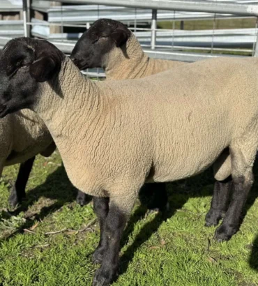 Suffolk Sheep For Sale