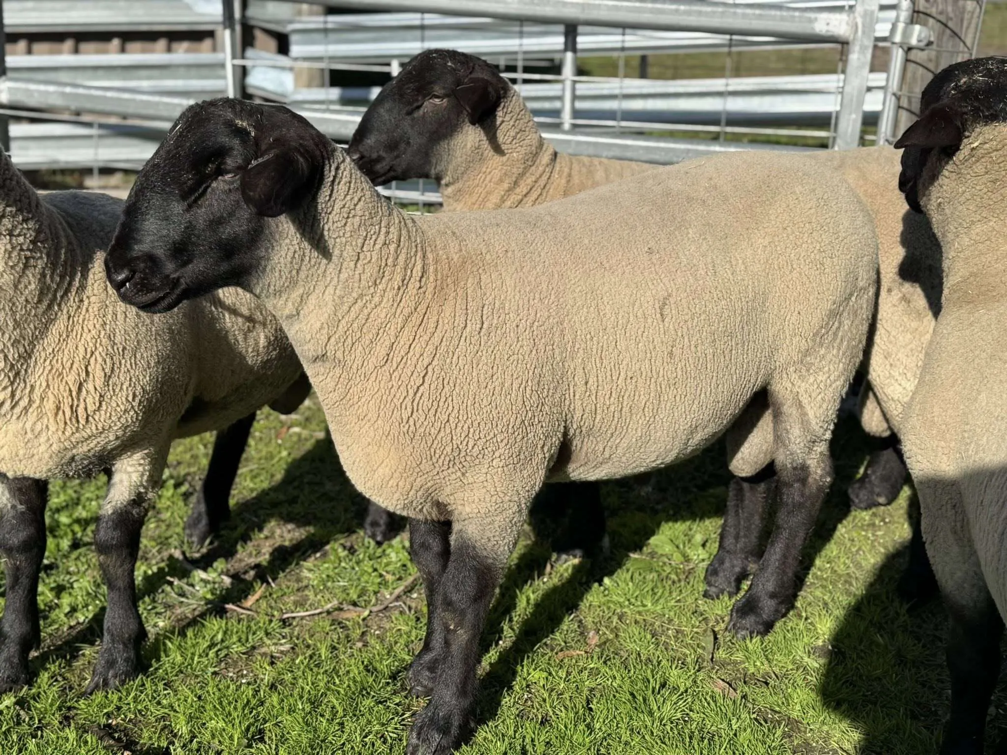 Suffolk Sheep For Sale