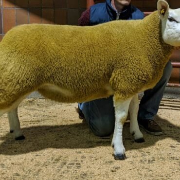 Texel Sheep for Sale