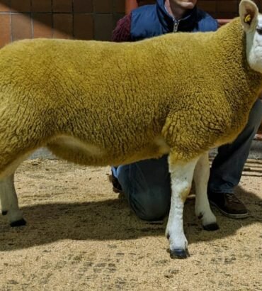 Texel Sheep for Sale