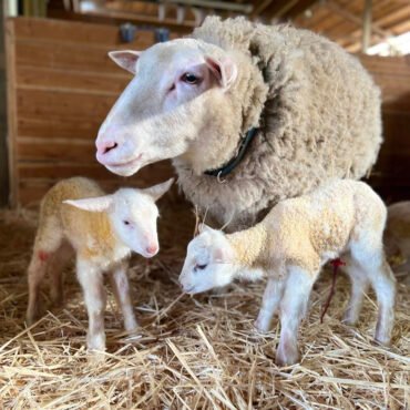 East Friesian Sheep for Sale