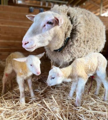 East Friesian Sheep for Sale