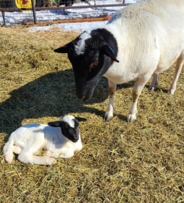 Dorper Sheep for Sale