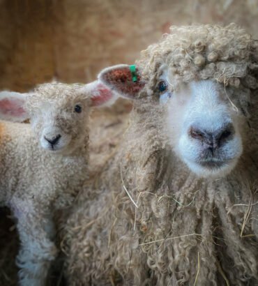 Lincoln Sheep for Sale