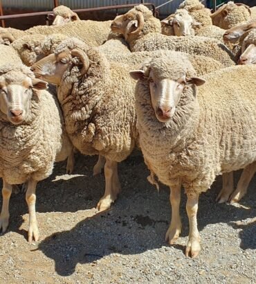 Merino sheep for sale