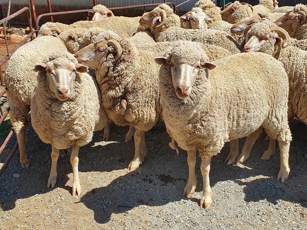 Merino sheep for sale