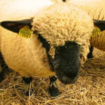 Hampshire sheep for sale