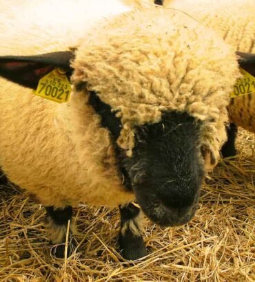 Hampshire sheep for sale