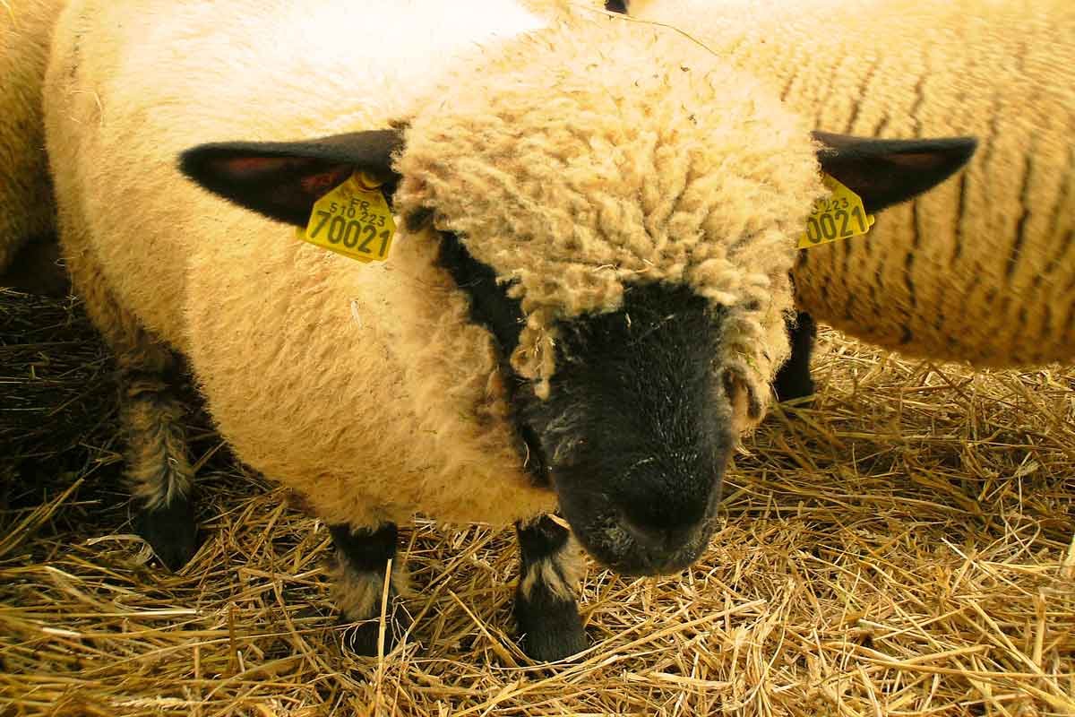 Hampshire sheep for sale