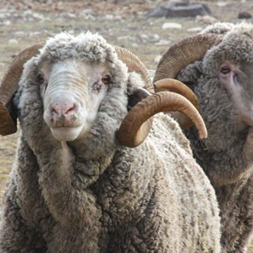 rambouillet sheep for sale