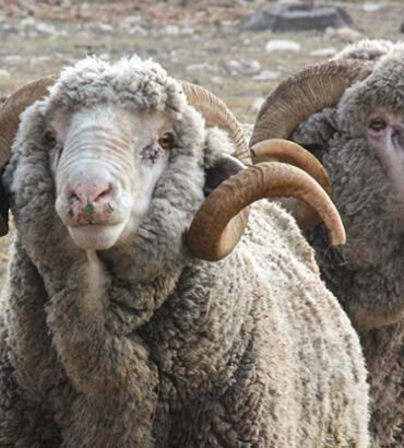 rambouillet sheep for sale
