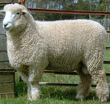 Romney sheep for sale
