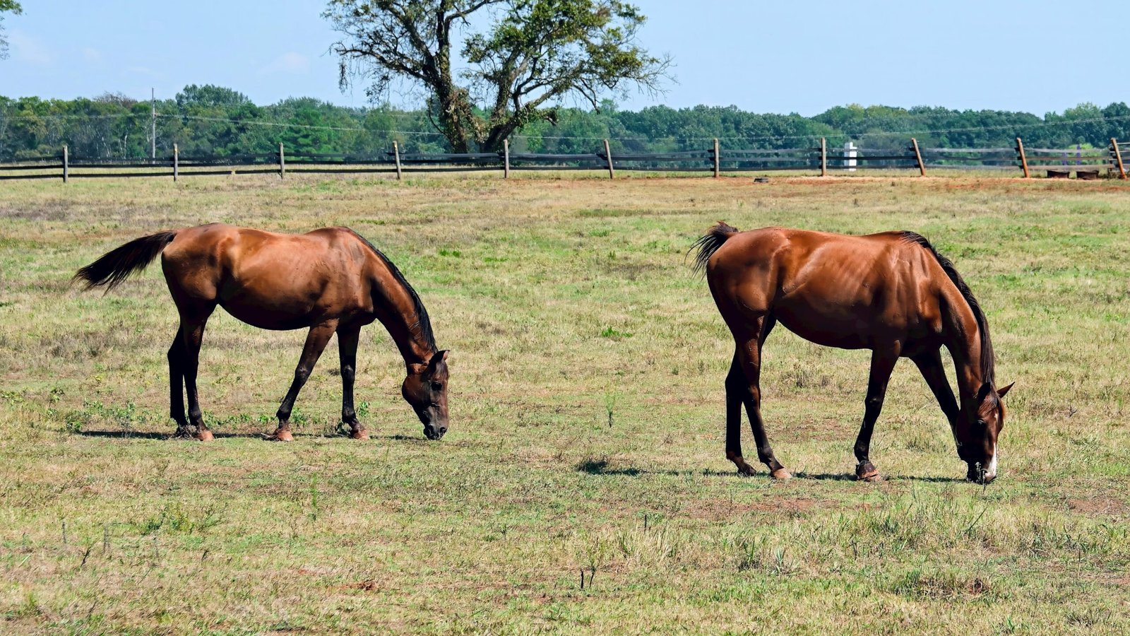mustang horse for sale