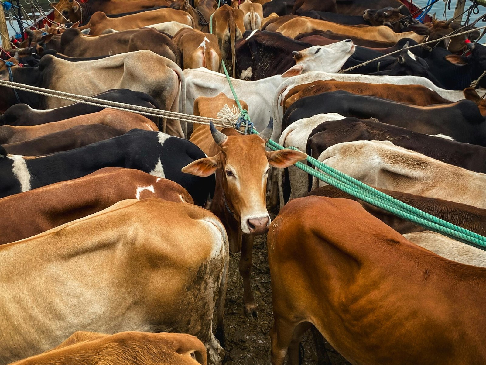 feeder cattle prices
