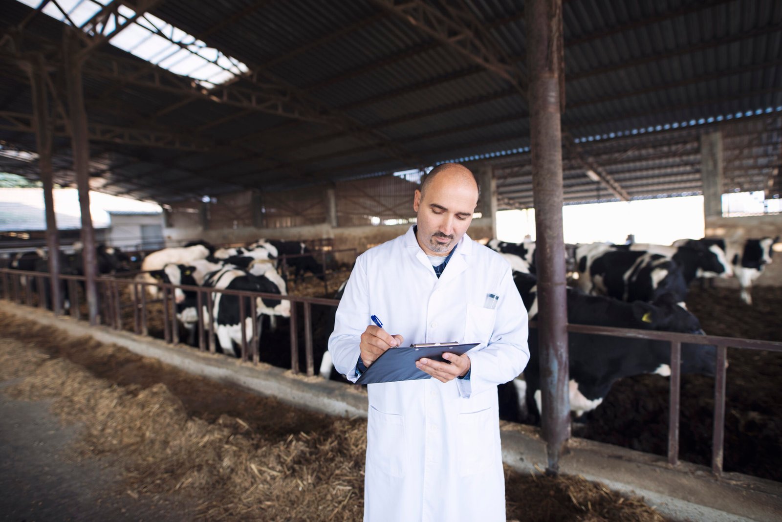 feeder cattle prices