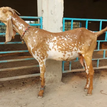 Beetal Goats for Sale
