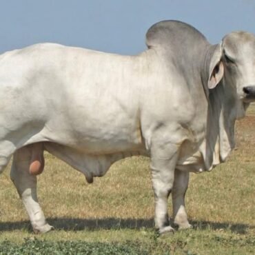 cow calf pairs for sale 2026