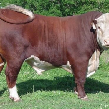 buy cow calf pairs USA
