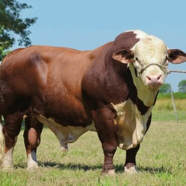 cow calf pairs for sale 2026