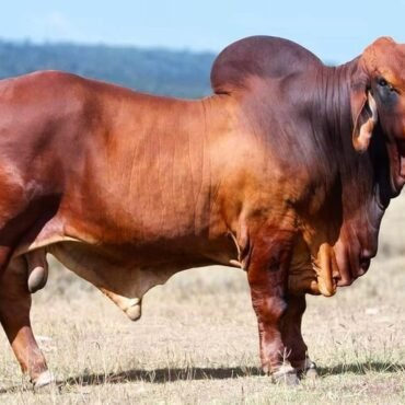 buy cow calf pairs USA