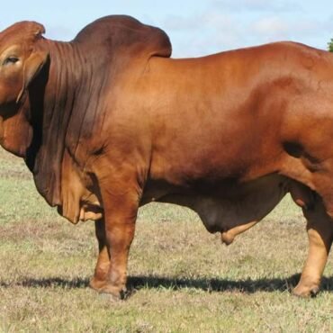 cow calf pairs for sale 2026