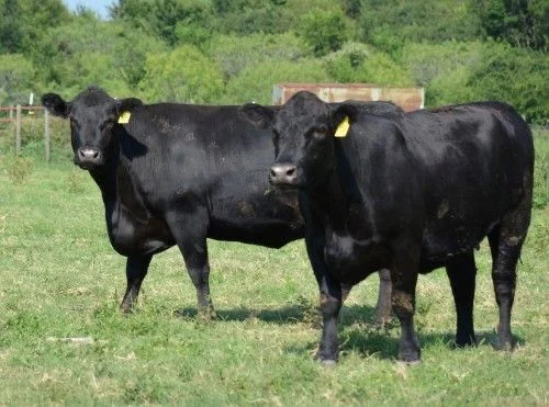 Angus Cattle for Sale