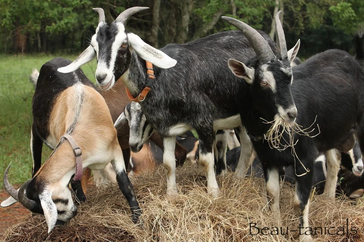 Alpine Goats for Sale