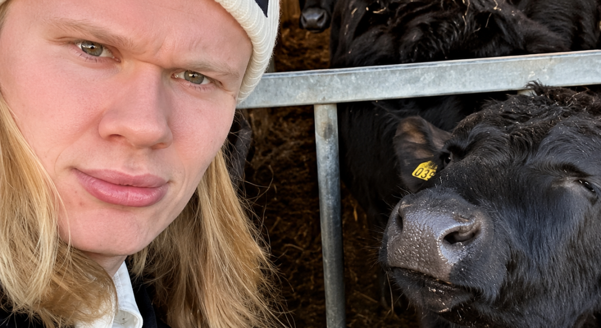 farm animals for sale USA