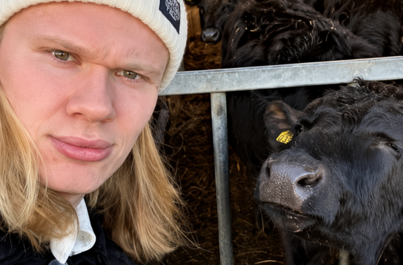 farm animals for sale USA