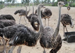 ostrich for sale ( Chicks ) - Image 2