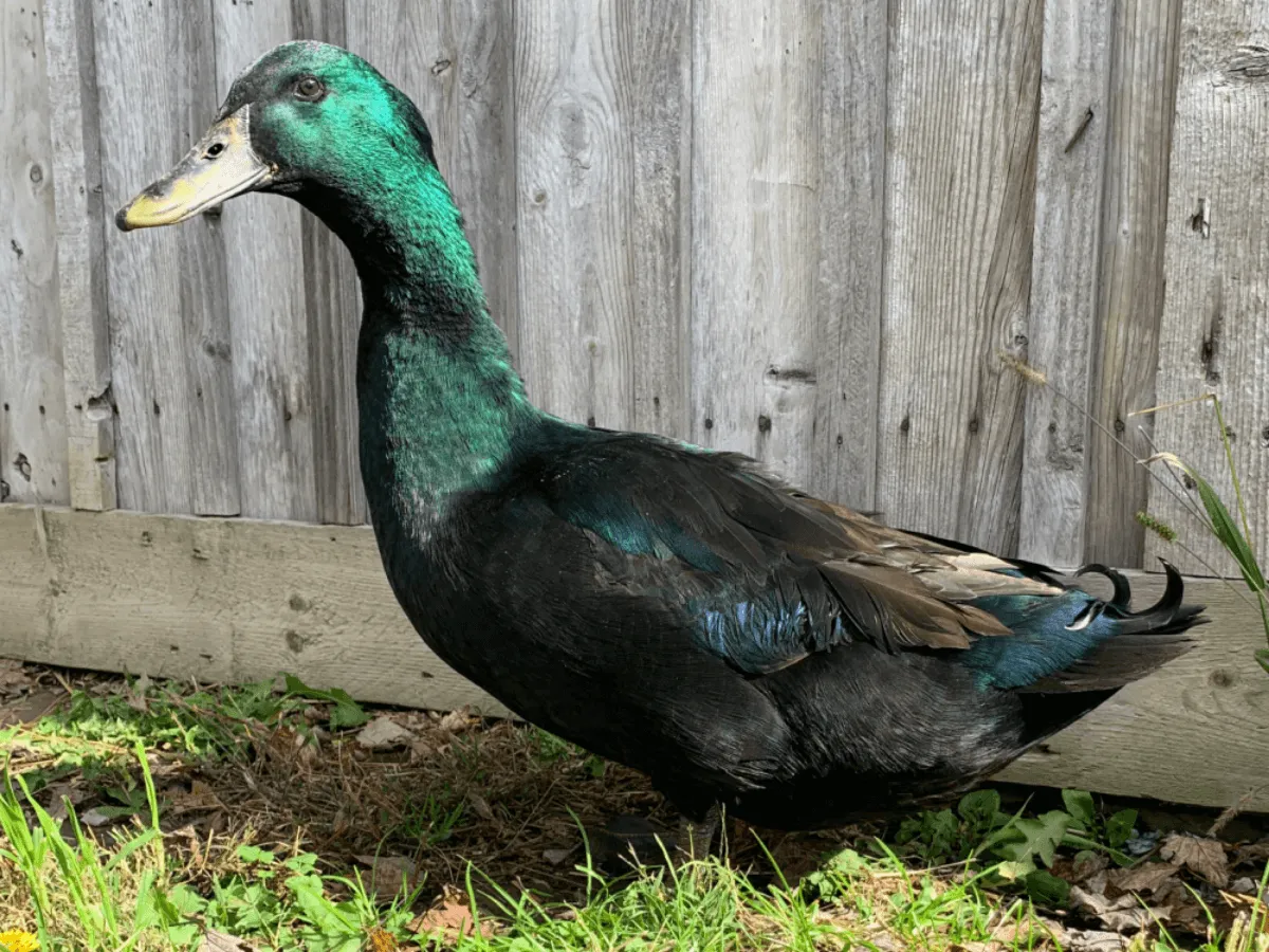 Cayuga Ducks for Sale - Image 2
