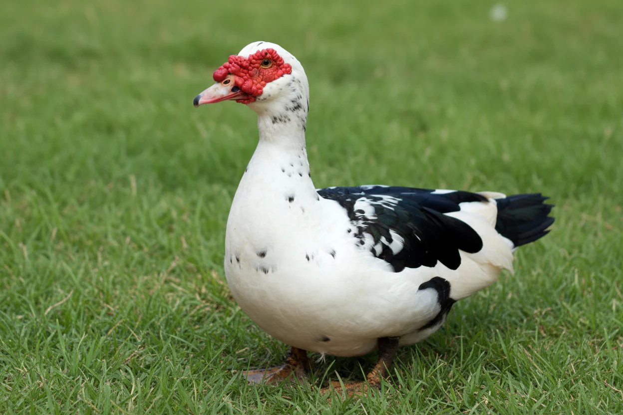 muscovy ducks for sale