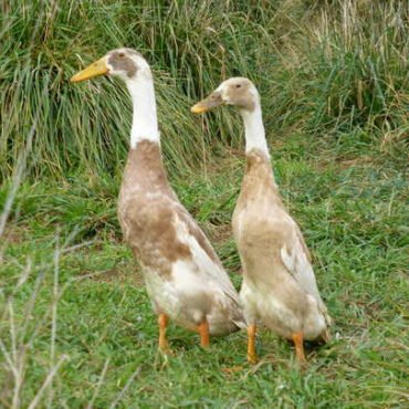 Indian runner ducks for sale
