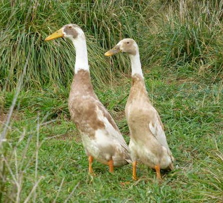 Indian runner ducks for sale