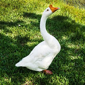 chinese goose for sale - Image 2