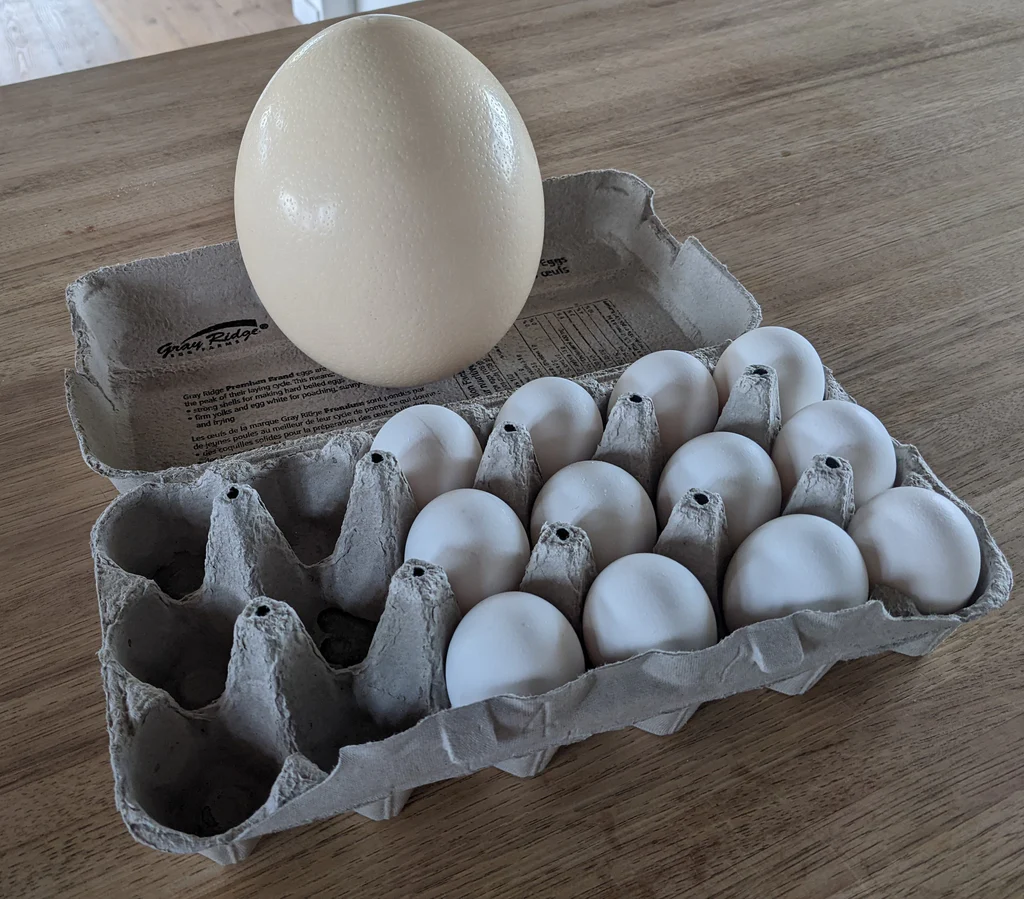 ostrich eggs for sale - Image 2