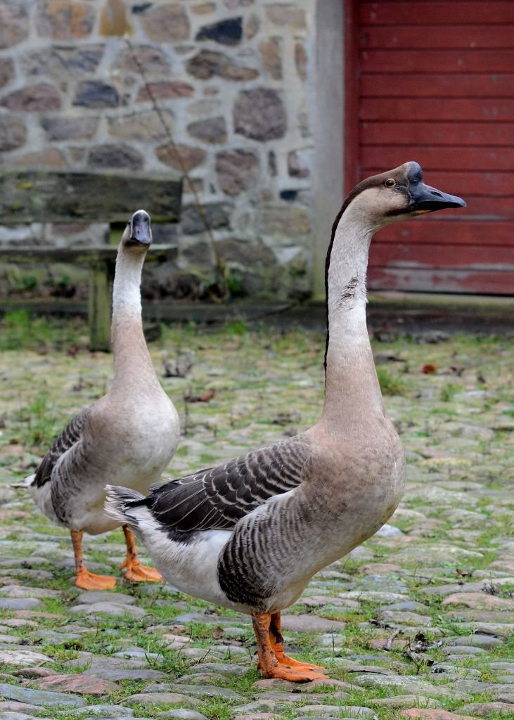 chinese goose for sale