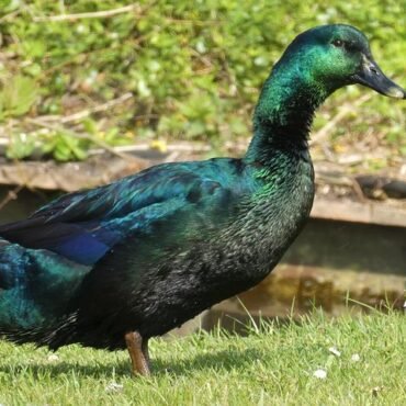 Cayuga Ducks for Sale