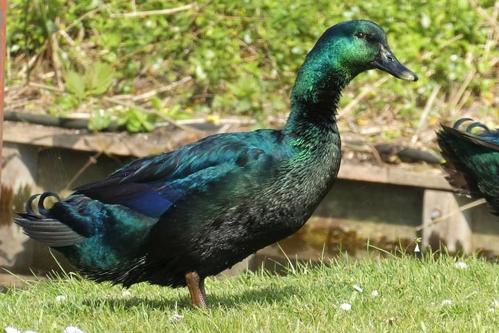 Cayuga Ducks for Sale