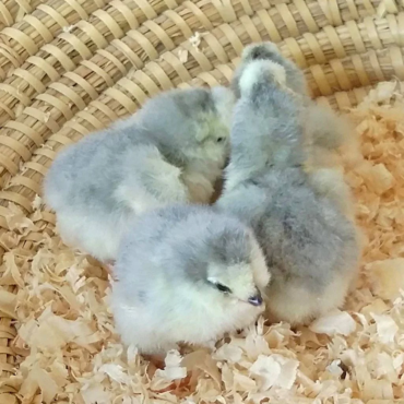 Araucana chicks