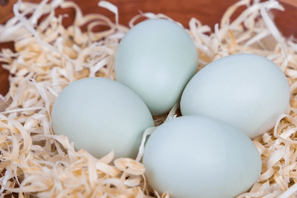 Araucana Hatching Eggs for Sale